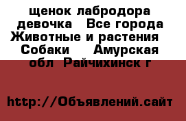 щенок лабродора девочка - Все города Животные и растения » Собаки   . Амурская обл.,Райчихинск г.